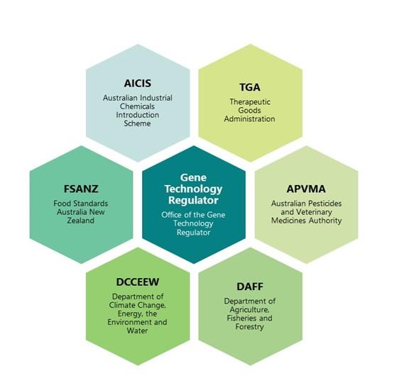 Gene Technology Regulator hexagons flow chart
